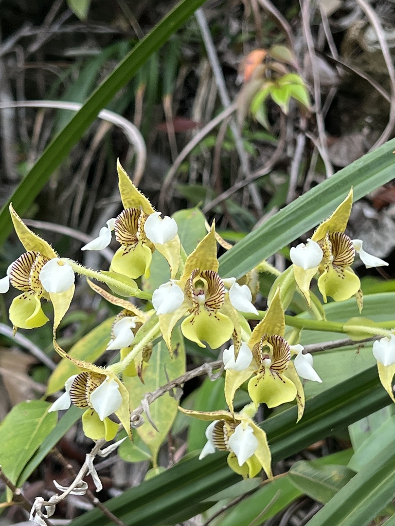 Dendrobium macrophyllum A.Rich. 3