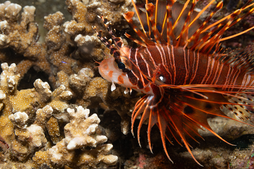 Banded lionfish (Pterois antennata) — Scorpaenidae — 4