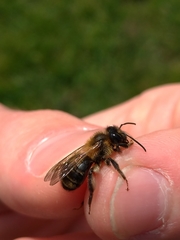 Andrena scotica