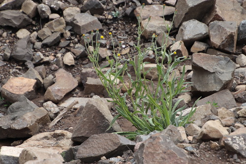 Image of Senecio asperulus by (c) Tony Rebelo, some rights reserved (CC BY-SA)