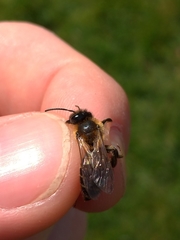 Andrena scotica