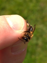 Andrena scotica