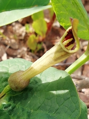 Aristolochia paucinervis