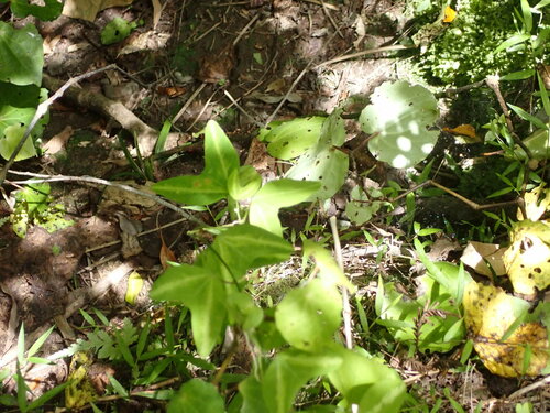 Passiflora apetala, photograph 6
