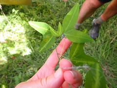 Passiflora apetala, photograph (c) naturewatchwidow, some rights reserved (CC BY)