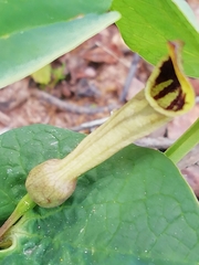 Aristolochia paucinervis