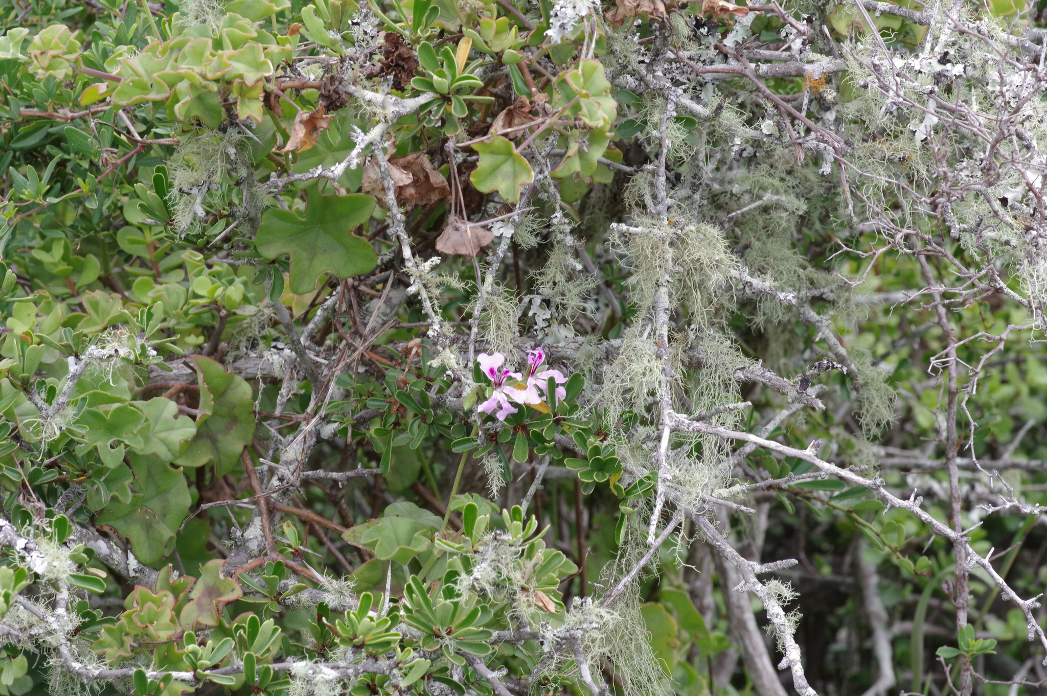 Imagem de Hera-de-flor
