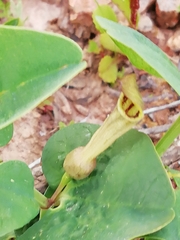 Aristolochia paucinervis