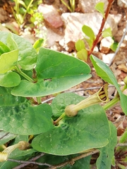 Aristolochia paucinervis