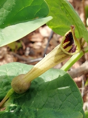 Aristolochia paucinervis