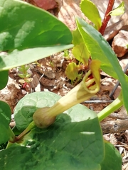 Aristolochia paucinervis