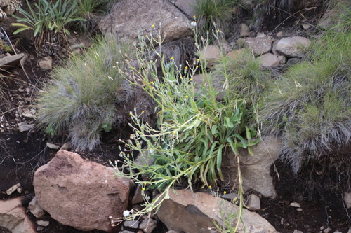 Image of Senecio asperulus by (c) Tony Rebelo, some rights reserved (CC BY-SA)