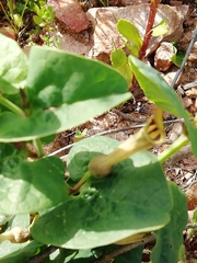 Aristolochia paucinervis