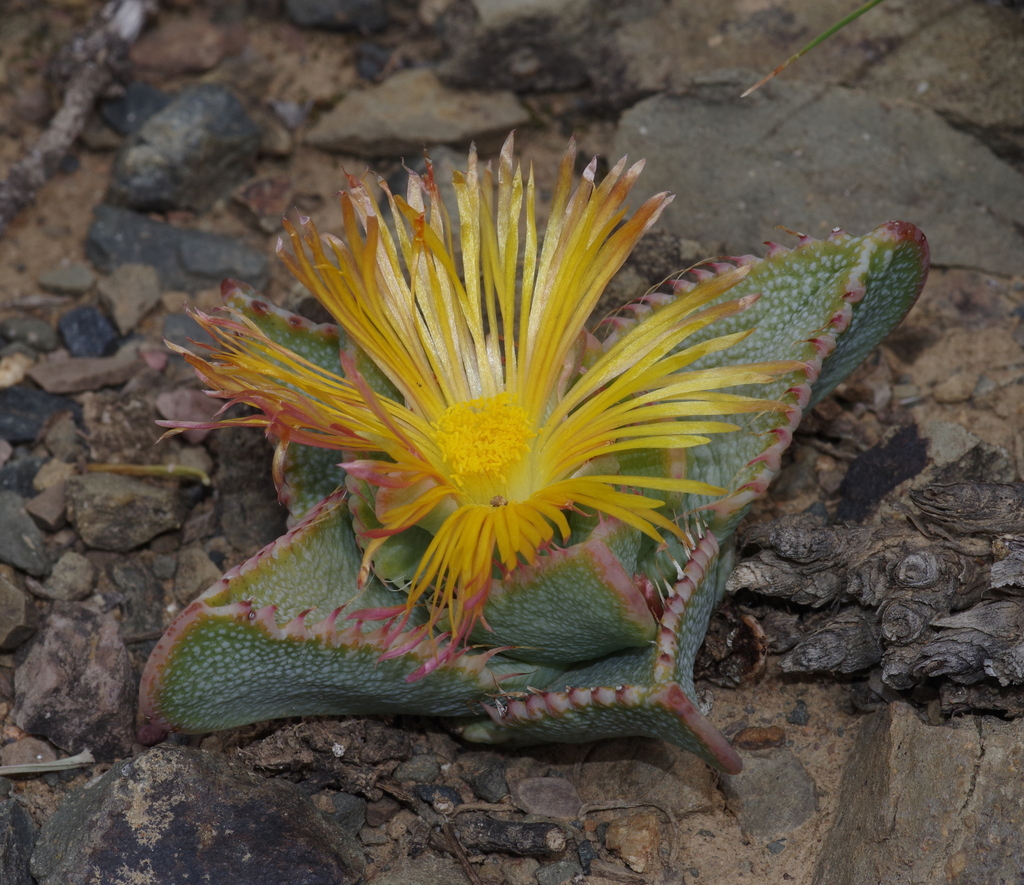 Faucaria britteniae