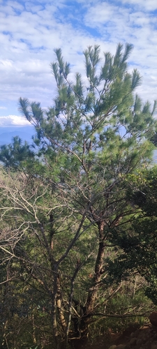 Image of Pinus massoniana by (c) 四角銅鑼, some rights reserved (CC BY)