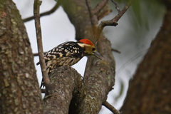 Yellow-Crowned Woodpecker photo 4