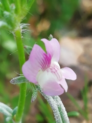 Misopates