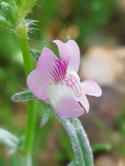 Misopates