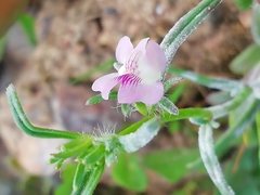 Misopates