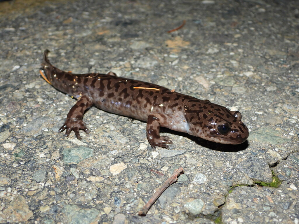 Coastal Giant Salamander from Shasta County, CA, USA on November 13 ...