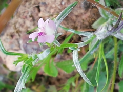 Misopates