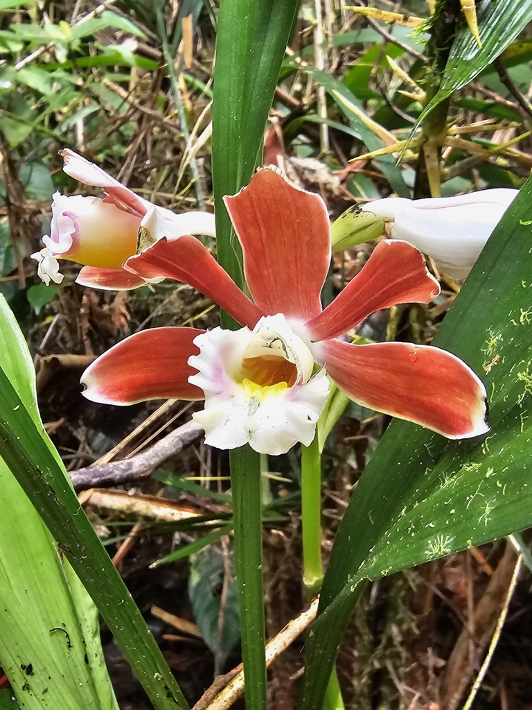 Calanthe subtriloba