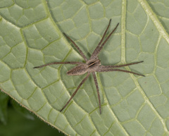 Pisaura mirabilis