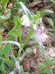 Misopates