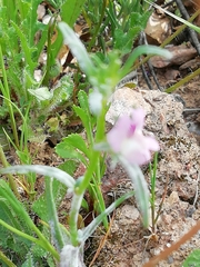 Misopates