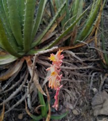 Echeveria strictiflora