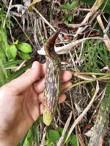 Nepenthes fusca