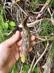 Nepenthes fusca