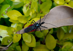 Sphedanolestes pubinotum