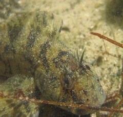 Hypsoblennius gilberti
