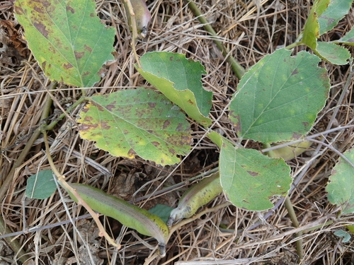Image of Asian Beach Jackbean (Canavalia lineata) by (c) Francisca Wu, some rights reserved (CC BY)