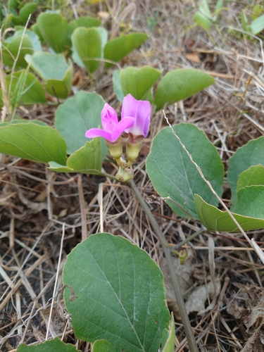 Image of Canavalia lineata by (c) Francisca Wu, some rights reserved (CC BY)