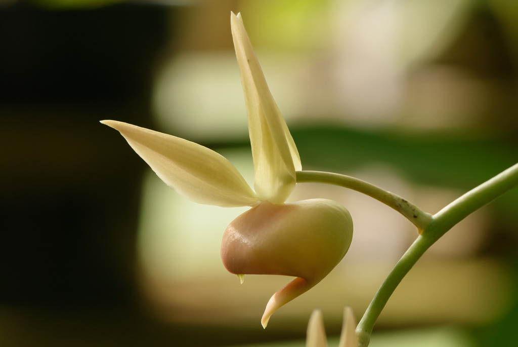 Catasetum fuchsii