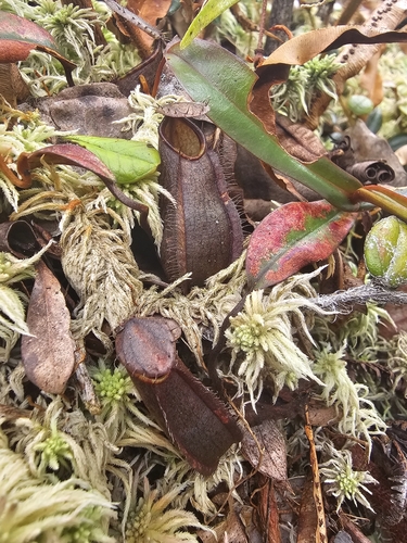 Image of Nepenthes tentaculata by (c) Richard Dimon, some rights reserved (CC BY)