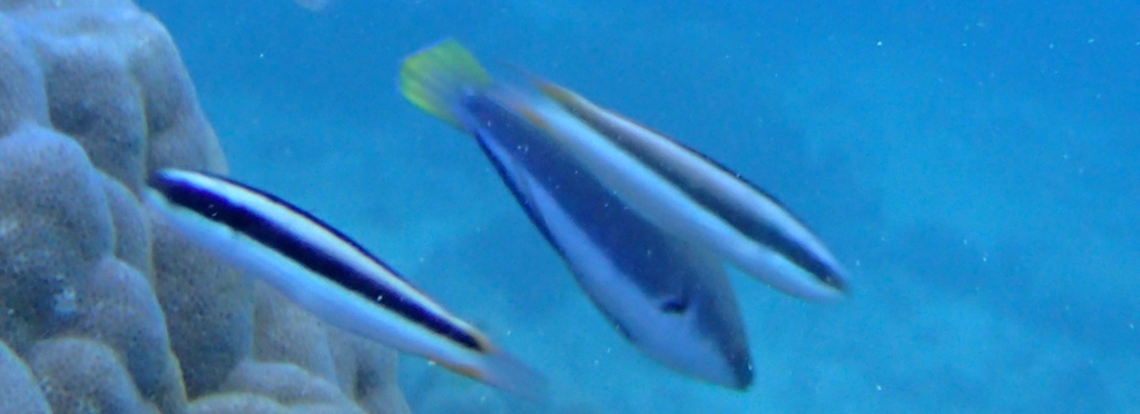 Bluntheaded wrasse