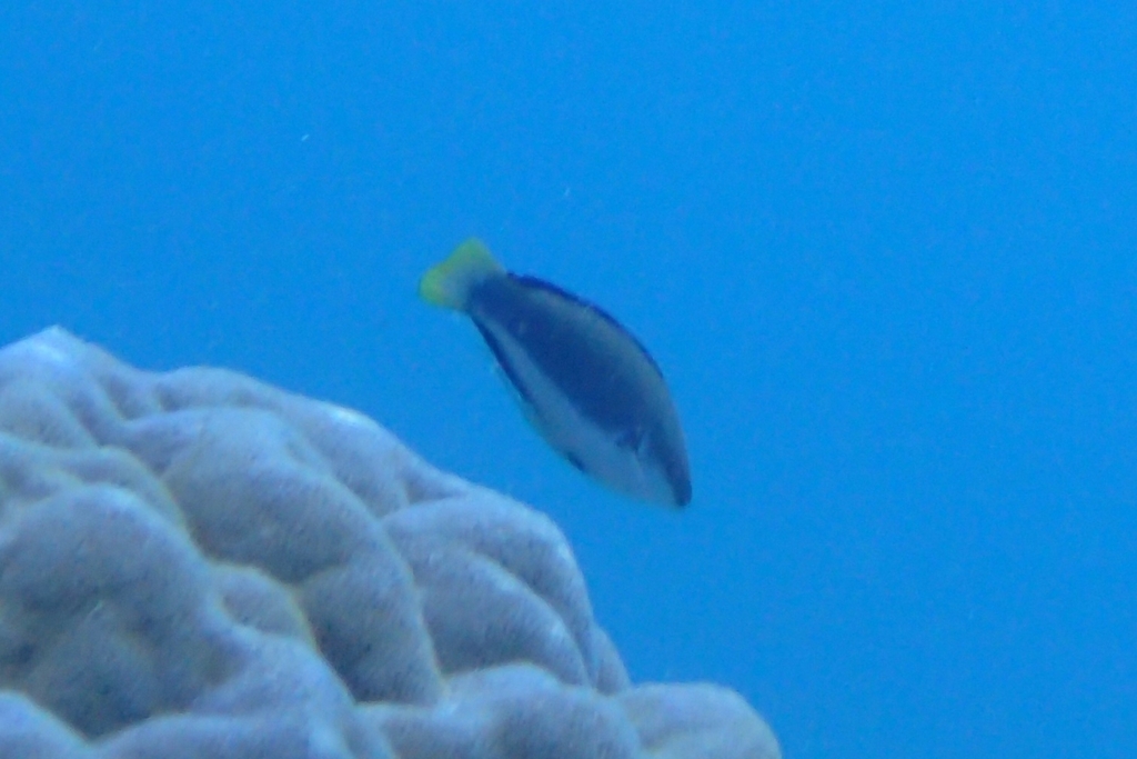 Black-finned Wrasse