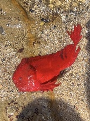 Whiskered Prowfish photo 4