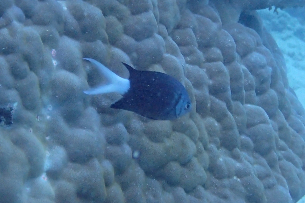 Black Chromis