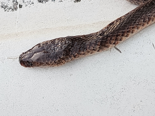 Carpentaria Small-eyed Snake