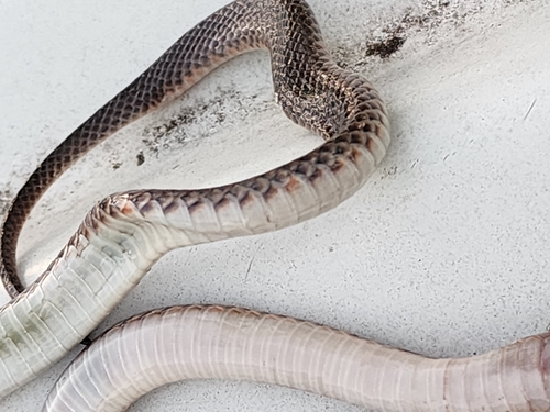 Carpentaria Small-eyed Snake