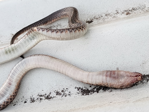 Carpentaria Small-eyed Snake
