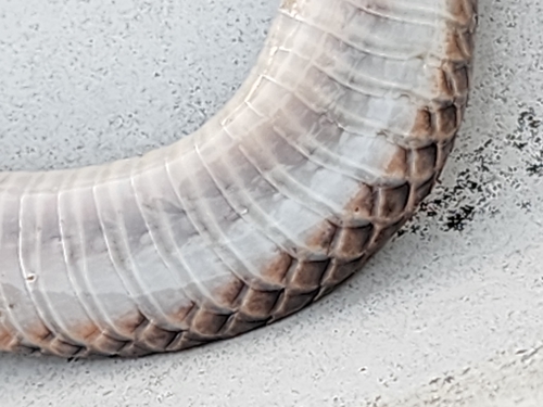 Carpentaria Small-eyed Snake