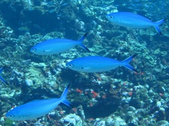 Caesio lunaris