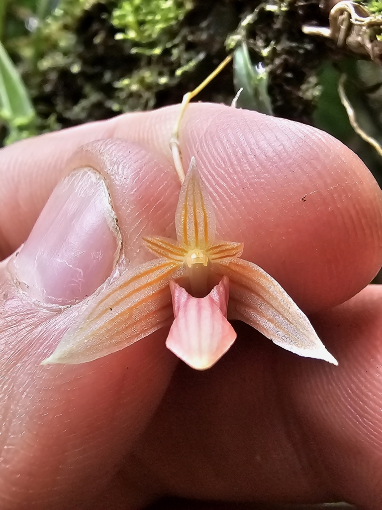 Bulbophyllum anguliferum