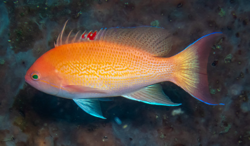 Luzon-juweelbaars (Pseudanthias luzonensis) — Serranidae