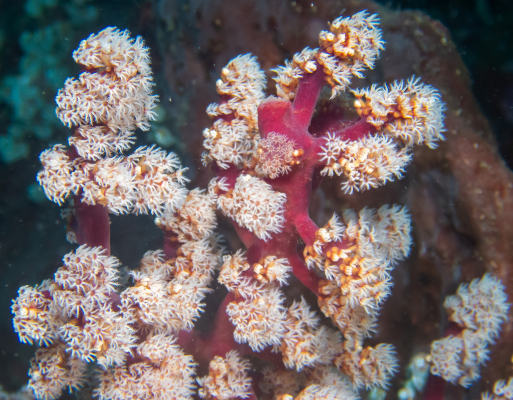 Cherry Blossom Coral